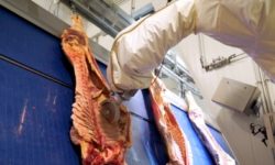 Automated Robotic Beef Rib Cutting System